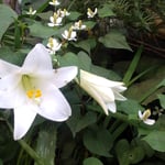 我が家の庭では十薬と百合の花が白を競うように咲いていました。　・白競ふかに十薬と百合の花(和良)