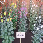 嵯峨菊は最も古い歴史を持つ古代菊です。雅趣があります。　　　　　　　・嵯峨菊は閃光発す如く咲き(和良)