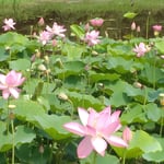 鳴門市の島田島に咲く古代蓮は薄紅色が上品に見えました。　　　・上品な薄紅古代蓮の花(和良)