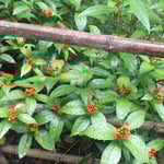 徳島市丈六寺の庭は閉ざされていましたが一面の実千両でした。　　・入れない庭一面の実千両（和良）