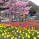 美馬市脇町のデ・レイケ公園ではチューリップが綺麗でした。　　　　・原色といふ美しさチューリップ(和良)