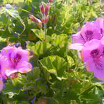 阿南市の伊島で見つけた原色の花です。綺麗でした。　　　　　　　　　　　　・原色の花咲く島の夏来る(和良)