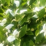 藍住町で見つけた半夏生は梅雨晴れに輝いていました。　・まぶしかり梅雨の晴れ間の半夏生（和良）