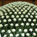 大作り花壇の白孔雀と名付けられた大菊は518輪の花を付けていました。　　・五百もの菊を同時に咲かす術（和良）