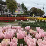 北島町のチューリップ園には水車小屋風の建物もありました。　  　・チューリップ園の水車は喫茶店(和良)