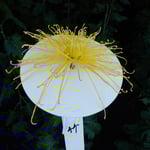 新宿御苑の一文字菊・管物花壇の管物は花弁が管のようになっていました。・管物の菊は花弁が管のごと（和良）