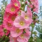 朝の日を受けた立葵の鮮やかな色彩は印象に残りました。　　・彩りの際立つ朝の立葵（和良）