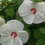 アメリカ芙蓉の大きく咲いた真っ新な花も一日で萎んでしまいます。　・一日で萎むアメリカ芙蓉かな(和良)