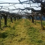 藍住町の梨の畑では剪定が終り、下草も刈られていました。　・剪定の終り梨畑ひろびろと（和良）