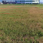 観光のトロッコ列車が藍の花咲く藍の里を通り過ぎていきました。　・観光のトロッコ列車藍の花（和良）