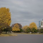 皇居外苑の銀杏黄葉です。松の緑によく映えていました。  ・東京は銀杏黄葉の似会ふ町（和良）