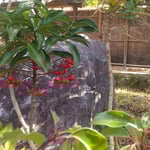 渭水苑の枯山水では庭石の前にも万両が実をつけていました。　　・庭石の前にきりりと実万両(和良)