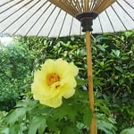 上野東照宮の春の牡丹祭りでは600株の牡丹が咲いていました。　　　　　・黄牡丹に甘い香りのありにけり（和良）