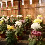 菊花展には近在の愛好家が育てた菊が整然と並んでいました。　　・育て来し自慢持ち寄り菊花展（和良）