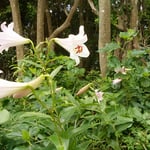 阿南市の伊島で見つけた笹百合です。丈の高いものもありました。　　　　　　　・笹百合の木陰に咲くは丈高く(和良)