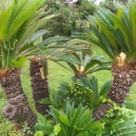 吉野川市鴨島町の江川の湧水源では蘇鉄が花を咲かせていました。　・源泉を見守るごとく花蘇鉄(和良)