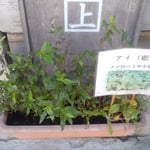 美馬市脇町の卯建の町の藍商の旧家の店先に飾られた藍の花です。　・藍商の家の店先藍の花(和良)