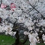 日本で一番早い満開の桜を見ようと高知城には大勢の人が来ていました。　・日本一早く咲き満つ桜見る（和良）