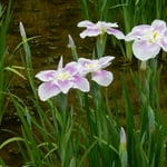東御苑の菖蒲園では清楚な色の花菖蒲がたくさんありました。　　　　　　・清楚なる色や御苑の花菖蒲（和良）