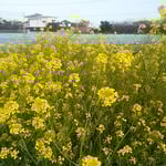 藍住町の東幼稚園の周辺の畑には菜の花が咲き競っていました。　　　　　・菜の花の畑の中に幼稚園（和良）