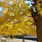 徳島市の徳島城公園の中央にある銀杏の大木の黄葉です。　　　　　　　　　・晴天の銀杏黄葉の明るさよ（和良）