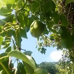 台風一過の徳島市中央公園の棚に今年も郁子が実っていました。　・暴風雨去りたる空に郁子垂るる（和良）