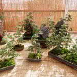 吉野川市役所の前で菊と菊人形の展示会がありました。　　　　　　　　　　　・盆栽の岩を噛みたる菊根かな（和良）