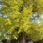 板野町の地蔵寺の樹齢800年の銀杏が色づいていました。　　　・聳え立つ銀杏黄葉を仰ぎ見る（和良）