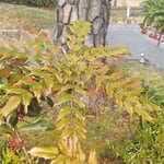 渭水苑には石庭があり所々で万両が赤い実をつけていました。　　・石庭に朱を点々と実万両(和良)