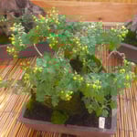 吉野川市の菊花展では菊の盆栽に何とも言えない風格がありました。　　　・盆栽の菊をも一度見て回る(和良)