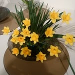 絵画展の会場には水仙に並んで黄水仙も活けられていました。　　・黄水仙ガラスの鉢に活けられて（和良）