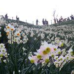 灘黒岩水仙郷の展望台を見上げると水仙の香りが下りてきました。　　　　・見上ぐれば水仙の香の下りて来る（和良）