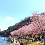 エチオピアにも蜂須賀桜が植えられており大使がお花見に来ました。　・エチオピア大使も来られ見る桜(和良)