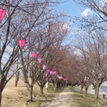 徳島市の助任川南岸の蜂須賀桜も今年は開花が遅れていました。　　・あの苗のこんな桜の並木にと((和良)