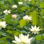 島田島の古代蓮の大振りの花はあちらこちらで見ることができました。・生き生きと大きく古代蓮の花(和良)