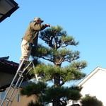 松手入は根気のいる手仕事です。一本に4時間ほどかかりました。　　　　　・むしり取りまたむしり取り松手入（和良）