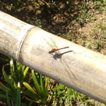 日本庭園の休憩所の竹垣に赤蜻蛉が止まっては飛び立っていました。・逃げたかと見ればまた来て赤蜻蛉(和良)