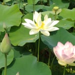 島田島では古代蓮である大賀蓮の蓮田があり、人気を呼んでいました。・大賀蓮咲かせ鳴門に来られよと(和良)