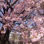 江戸時代から咲き続けている蜂須賀桜の幹は太く黒かったです。　　・黒き幹太き蜂須賀桜かな(和良)