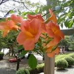 犬山城の一隅には杉の老木に寄り添うように凌霄花が咲いていました。 ・国宝の城の一隅凌霄花(和良)