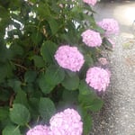 我が家の紫陽花も白い色から紫色へと変わっていきました。　　　・紫は仕上げの色か濃紫陽花(和良)