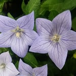 松茂町の農協の産直市に桔梗の苗が並んでいました。　　　　・産直の市に桔梗の苗並ぶ（和良）