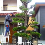 朝一番に庭師が来て我が家の玄関の松手入れをしてくれました。　　　　　・朝一に庭師来てをり松手入(和良)