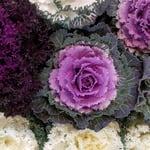 産直市に並べられた葉牡丹の渦の美しさに見惚れていました。　　・葉牡丹の渦に見惚れてをりにけり(和良)