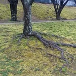 蜂須賀桜の走り根を覆い尽さんばかりに草が萌えていました。　　・桜の根伸びゆく土手に草萌ゆる（和良）