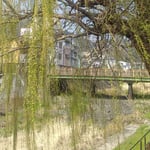 美馬市脇町の中心部を流れる大谷川の岸辺に柳が芽吹いていました。　・ほんのりと黄ばみ始めし柳の芽(和良)