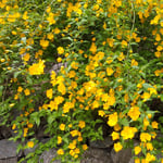 正木ダムの近くの民家では石垣に山吹の花が咲き乱れていました。　・遠目にも山吹の黄の鮮やかに(和良)