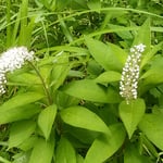 東御苑の二の丸庭園には虎の尾も花をつけていました。　　　　　　　　　。この草を虎の尾てふは大袈裟な（和良）