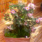 菊花展では丹精を込めて作られた菊の盆栽も飾られていました。　　　　　・盆栽の菊それぞれにある形(和良)