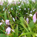 花壇の紫蘭に夕日が当たると日蔭の色が濃く見えました。　　　・日の蔭の紫蘭の色の際立ちぬ（和良）